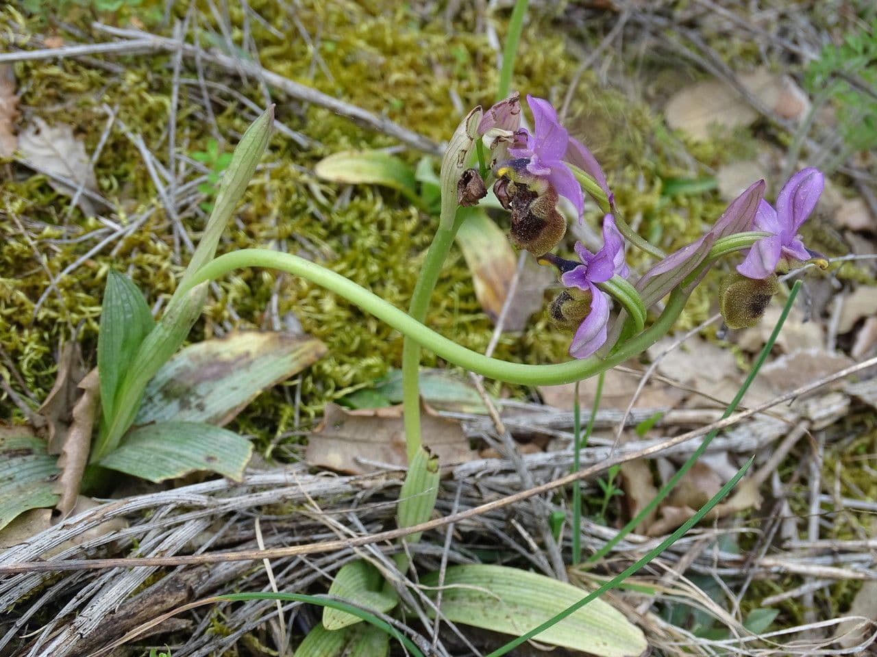 Ophrys tenthredinifera 17