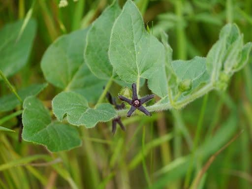 Matelea biflora 7