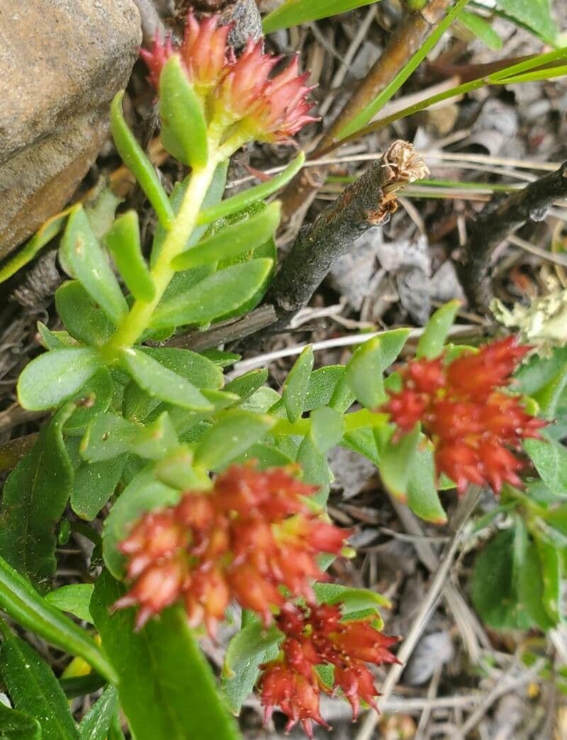 Rhodiola integrifolia 17