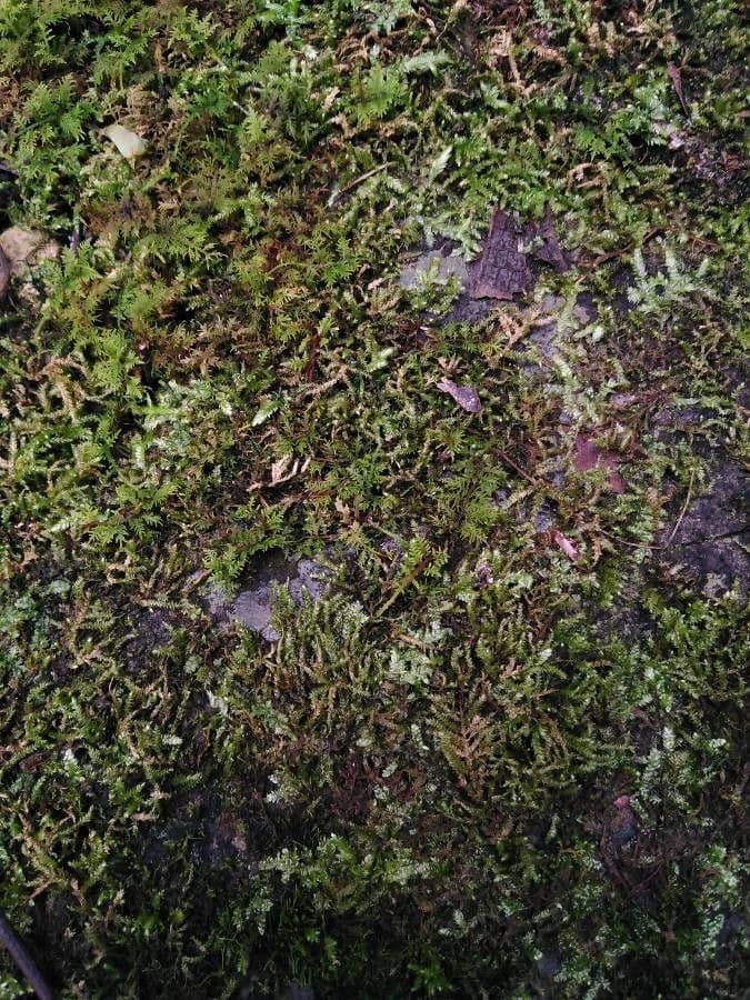 Lycopodium alpinum 18