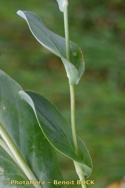 Conringia orientale 21