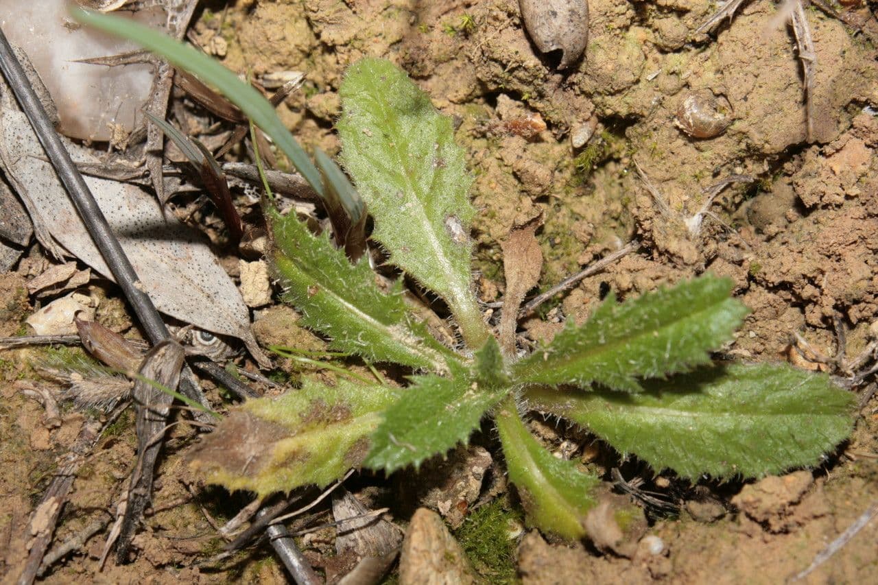 Cardo selvatico 12