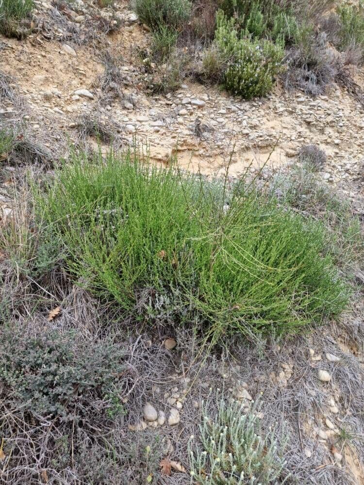 Ginestra cenerina 15
