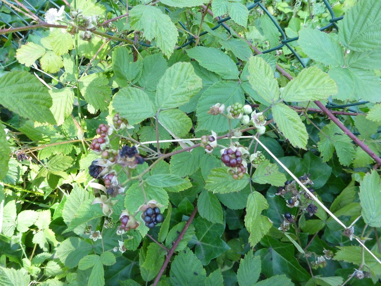 Rovo 8