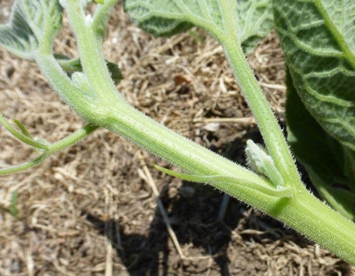 Zucca fetida 23