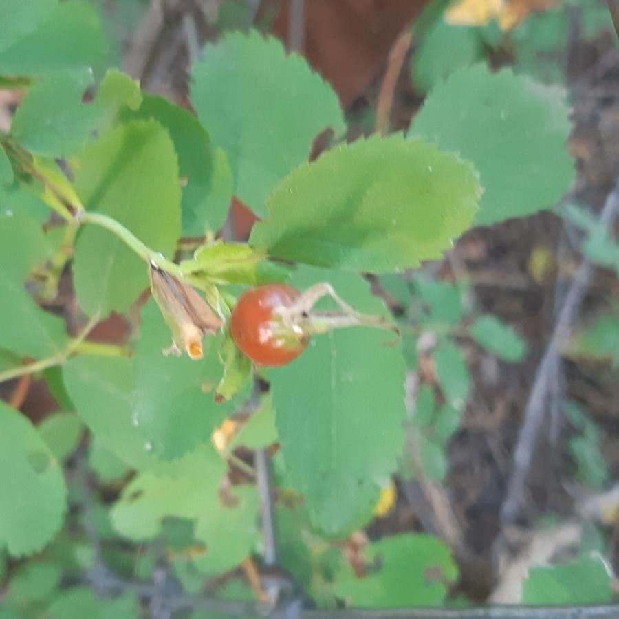 Woods-Rose 2