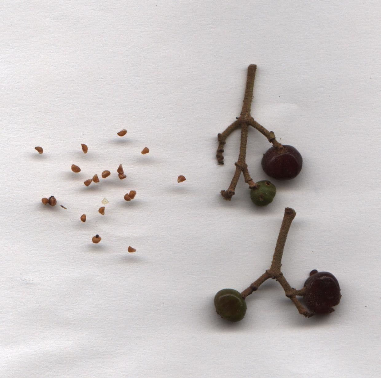 Miconia a spighe multiple 16