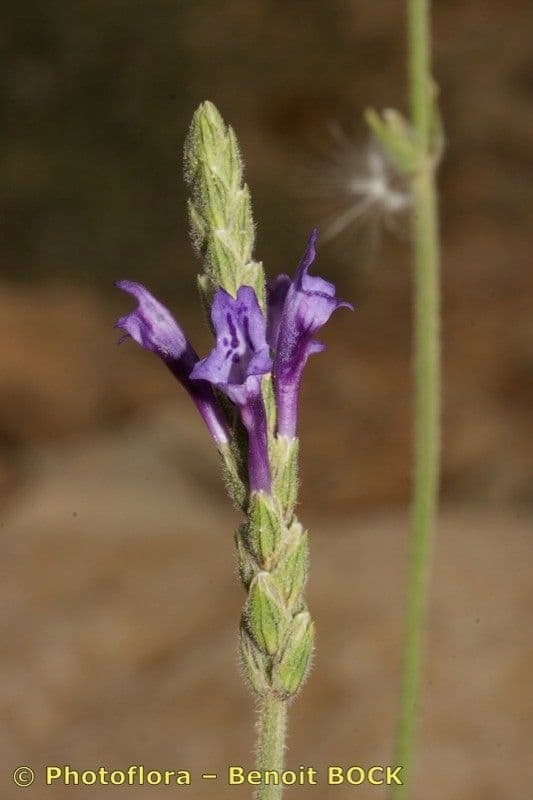 Lavanda 14