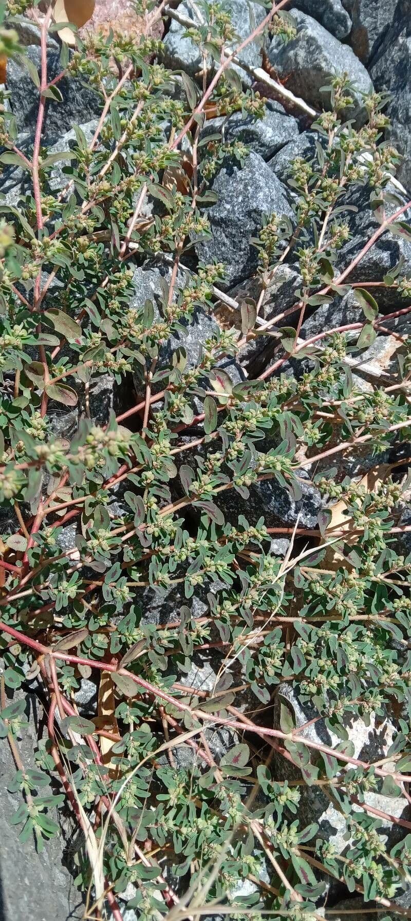 Euphorbe maculée 12