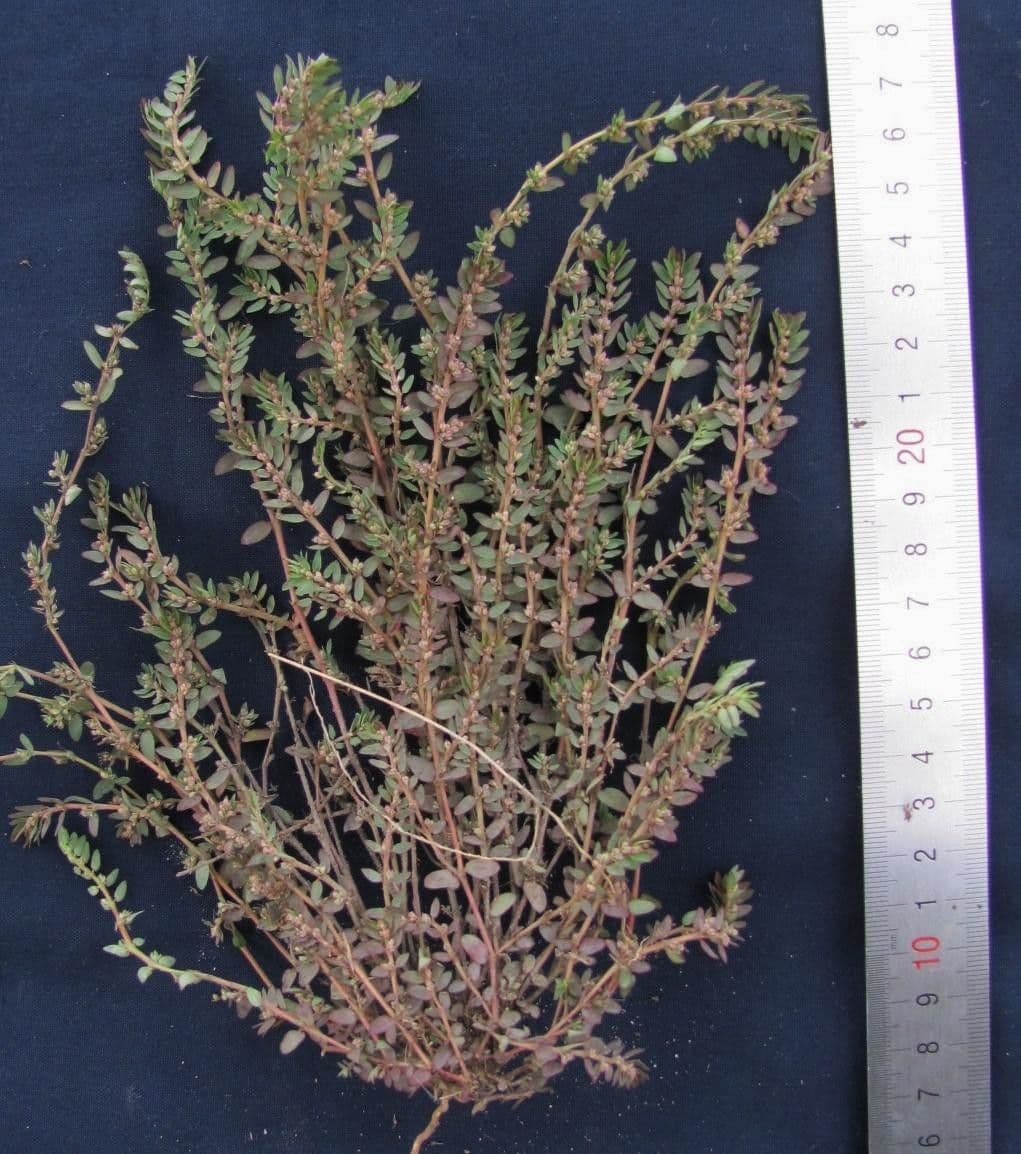 Euforbia timo 13