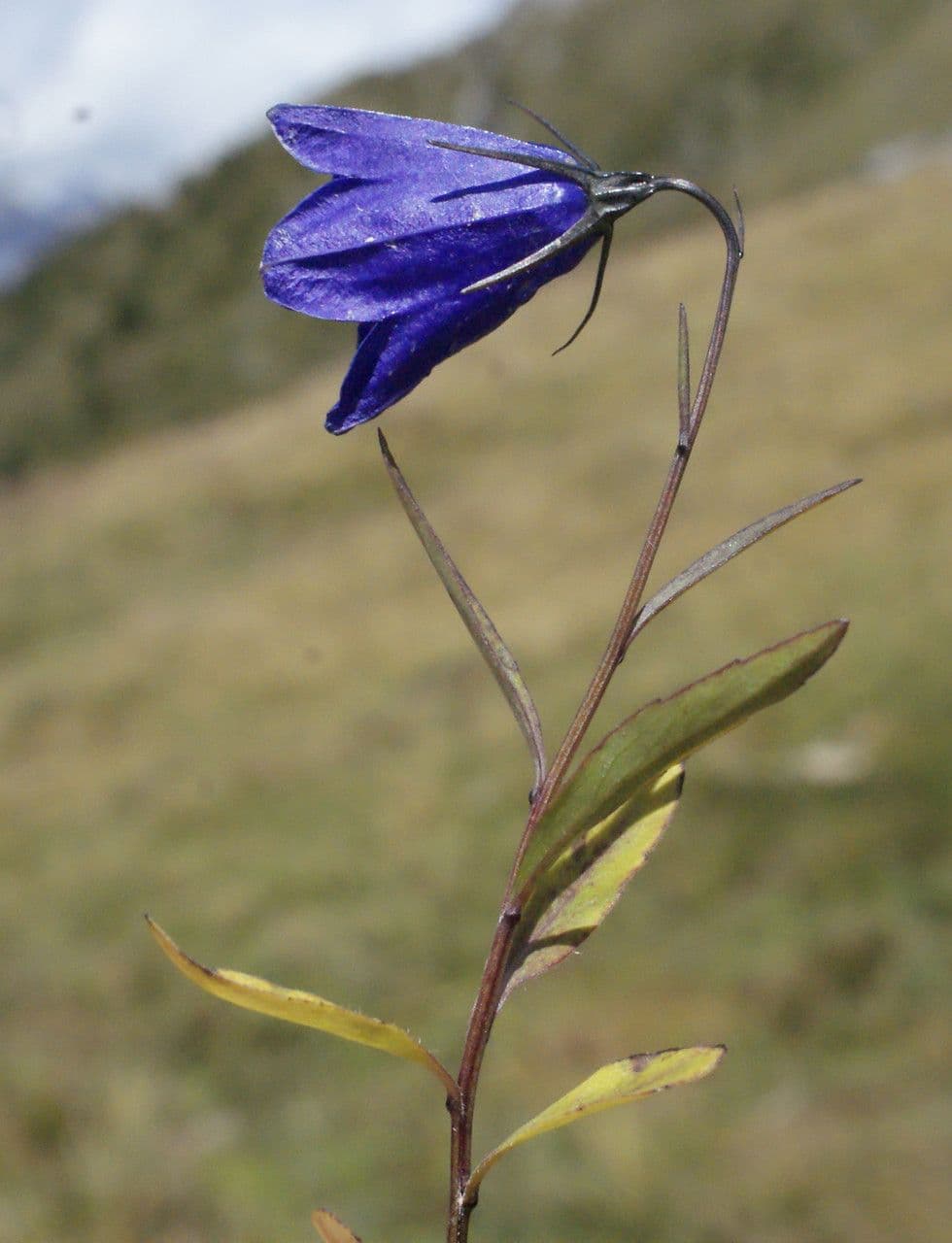 Campanula di Scheuchzer 30