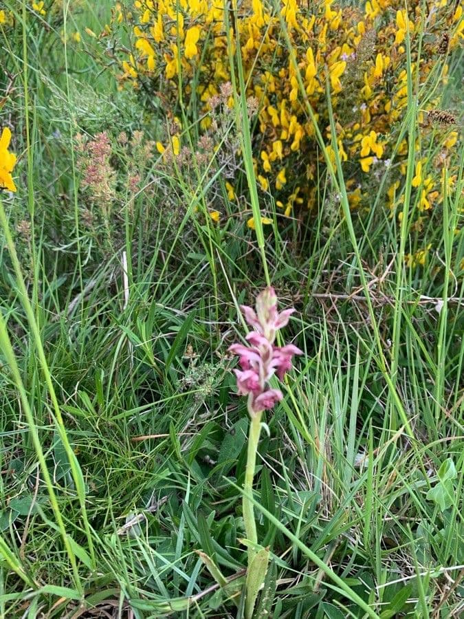 Orchide cimicina 13