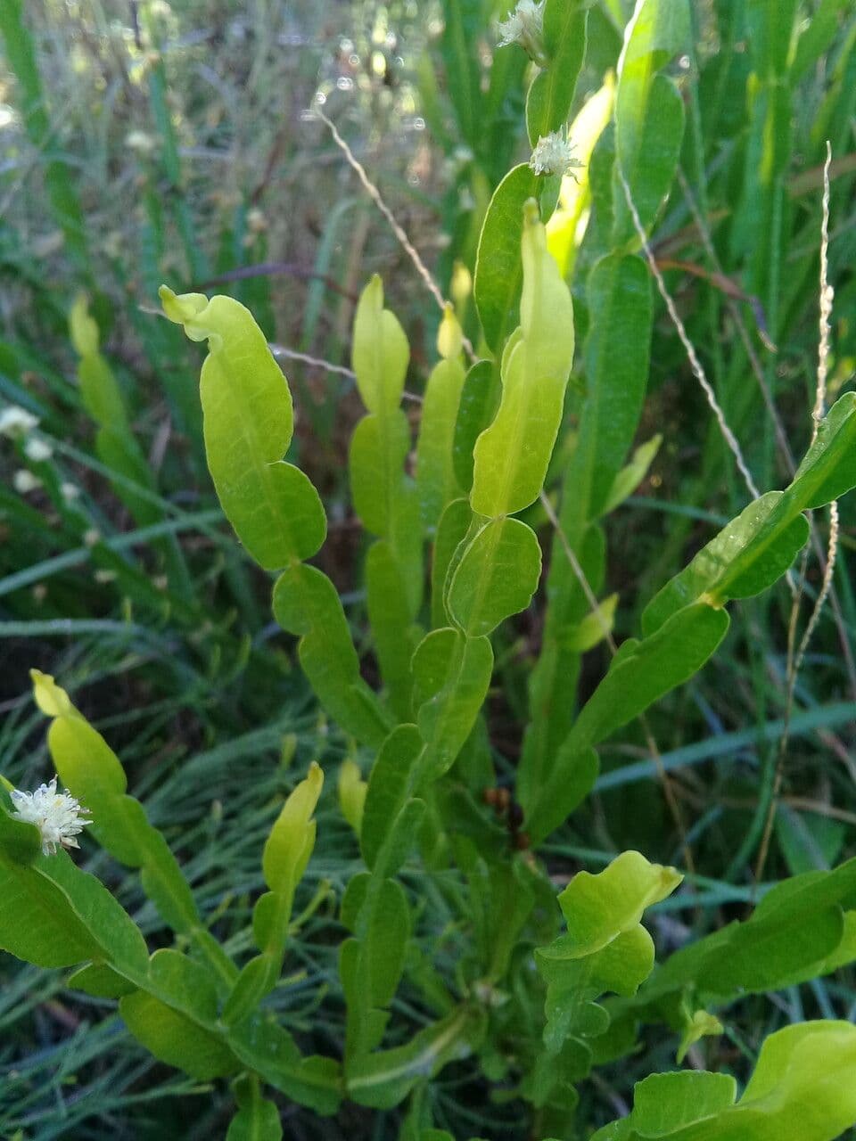 Baccharis trimera 24
