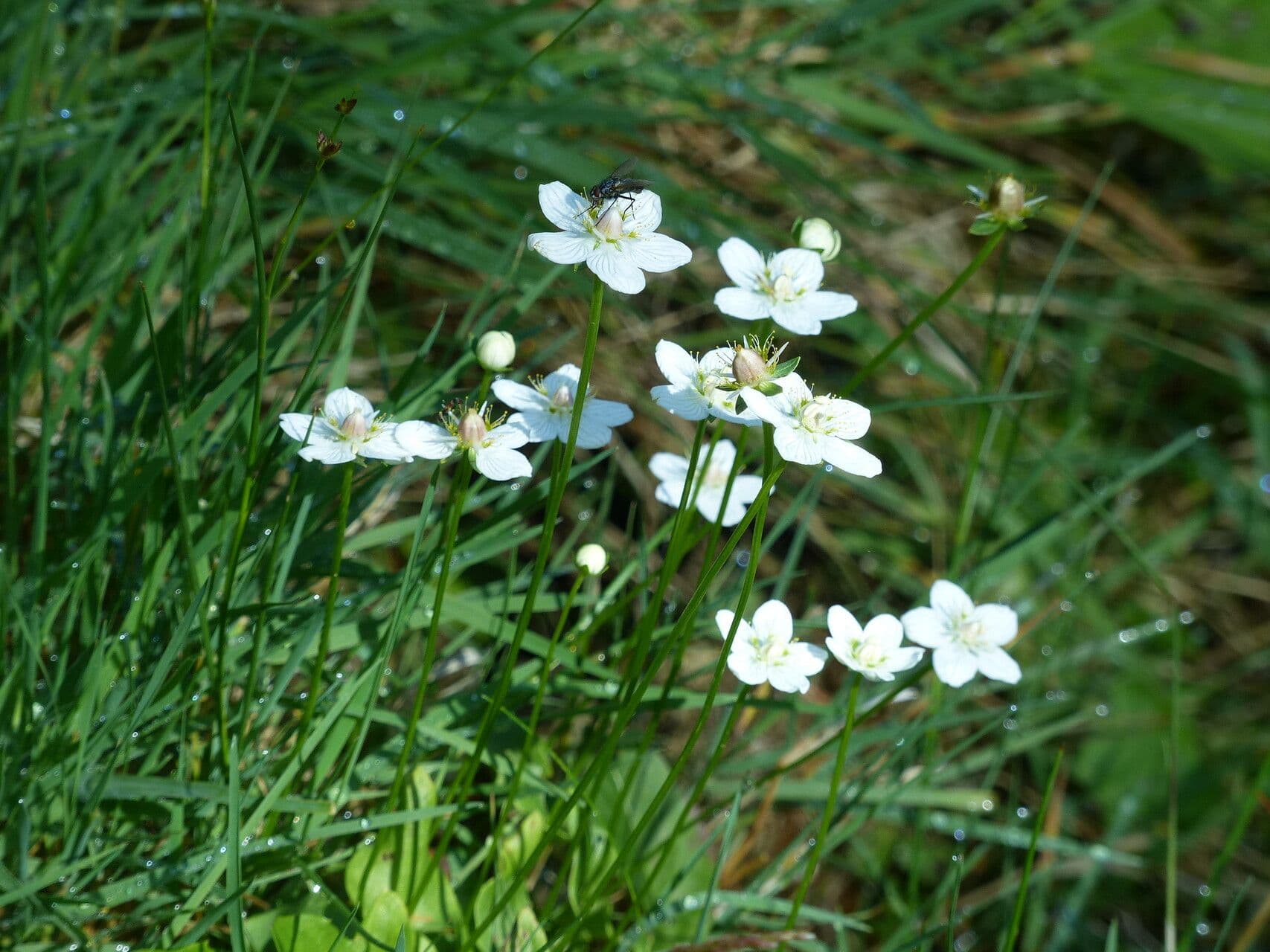 Parnassia 29