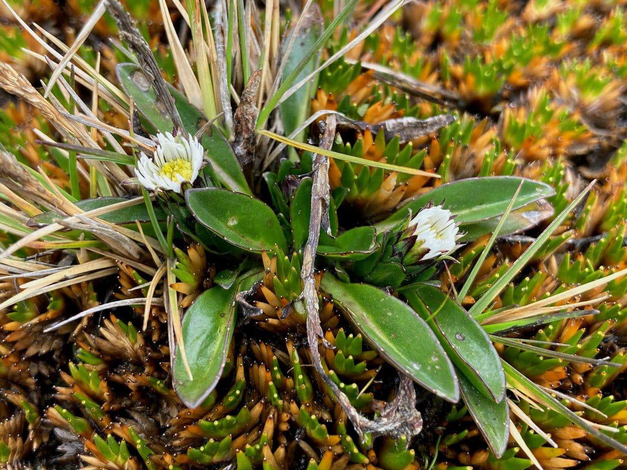 Oritrophium limnophilum 13