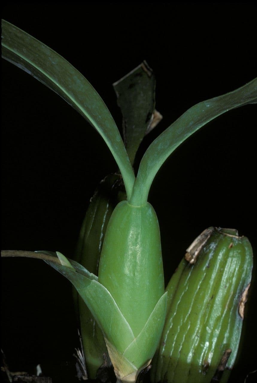 Brassia 16