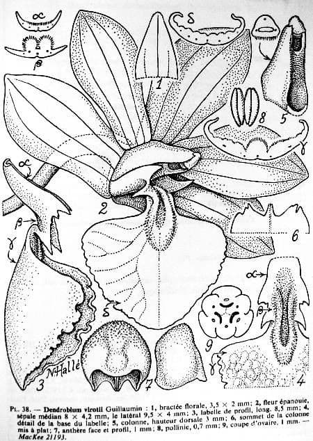 Dendrobium 15