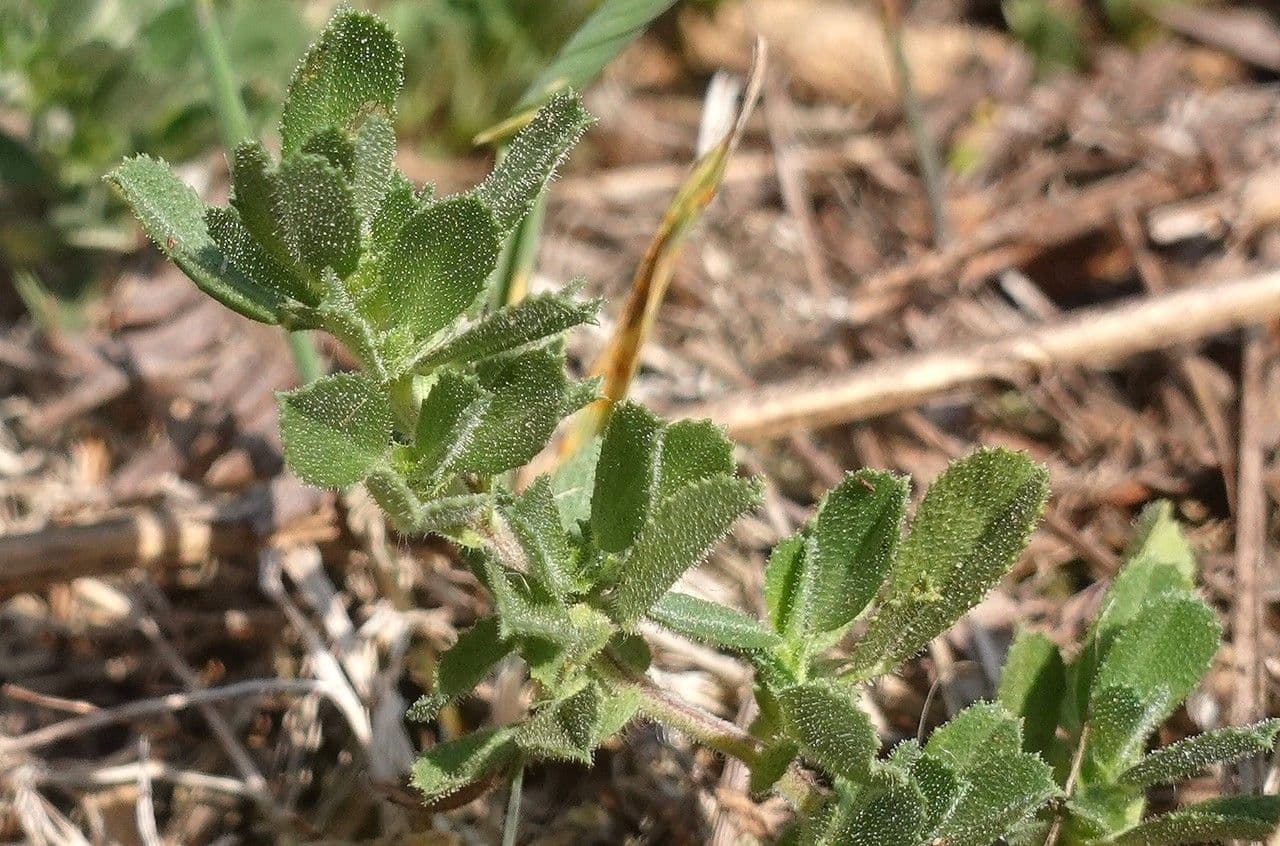 Bugrane penchée 20