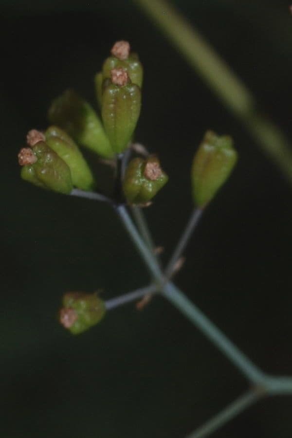 Boerhavia erecta 4
