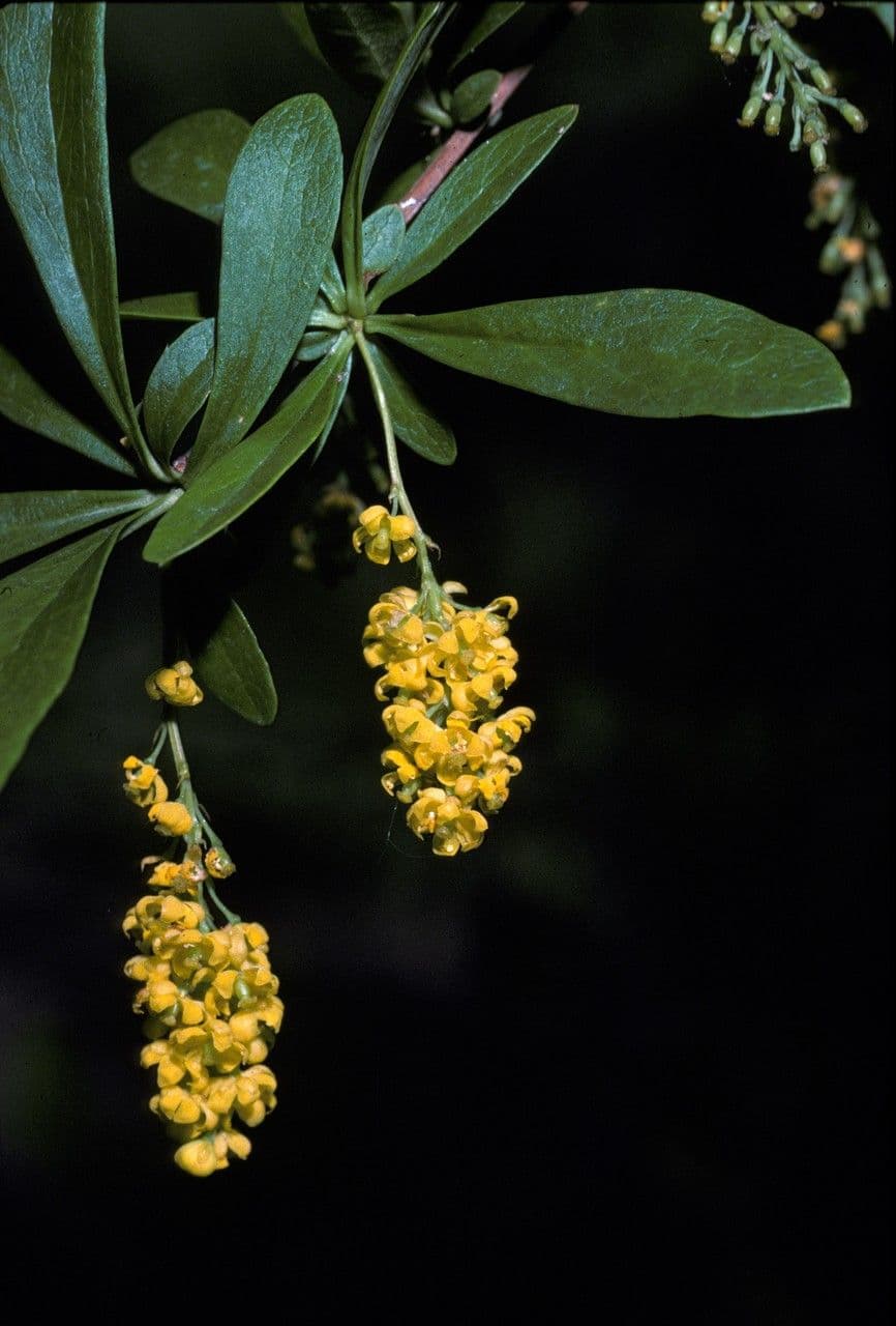 Berberis 3
