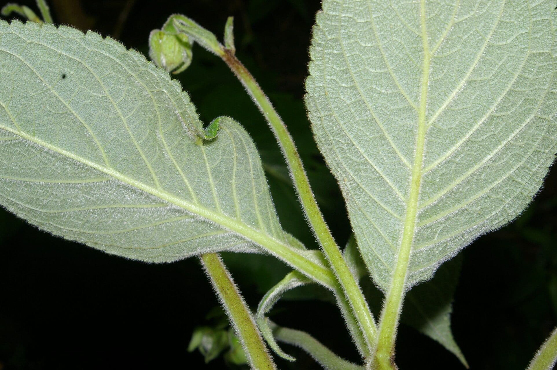 Kohleria 8