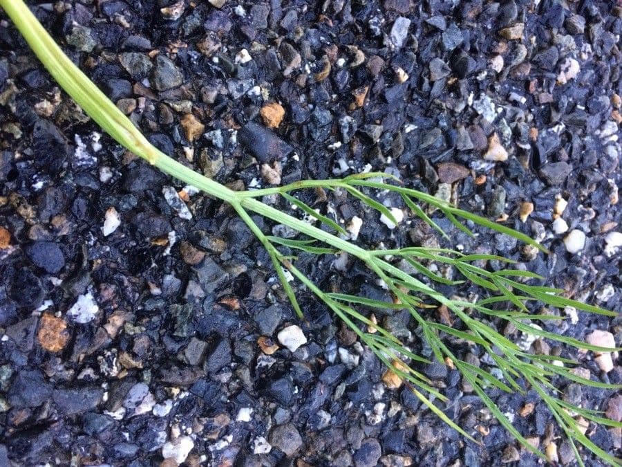 Oenanthe pimpinelloides 16