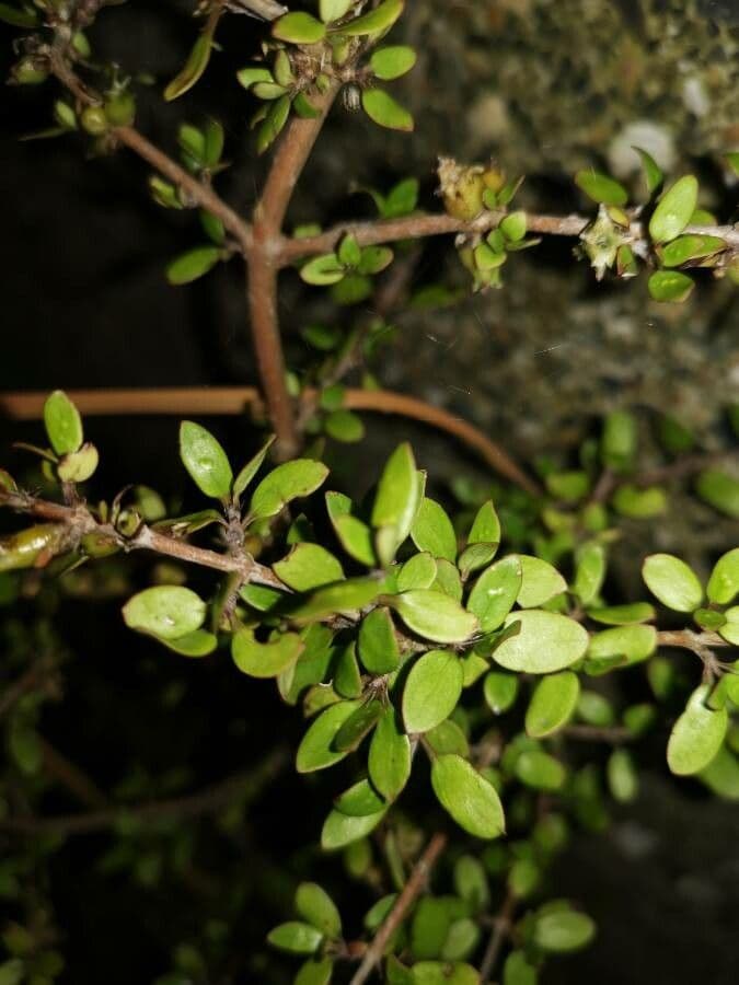 Coprosma Propinqua 4