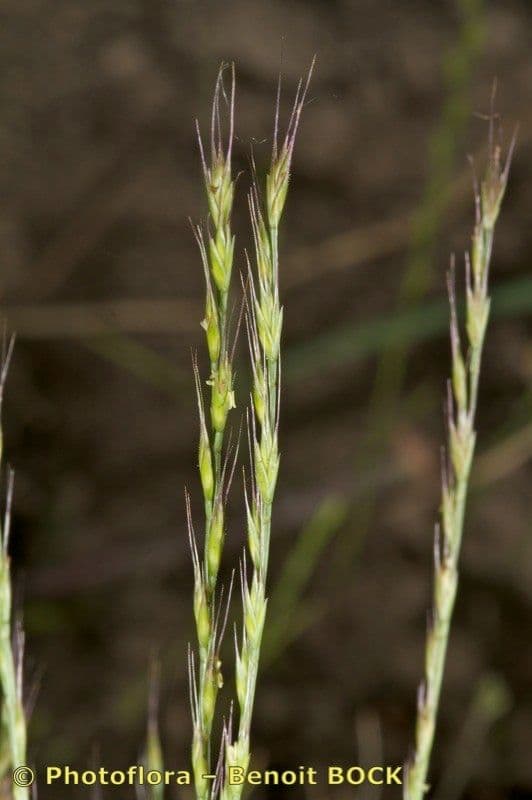 Vlasovka jednostranná 3