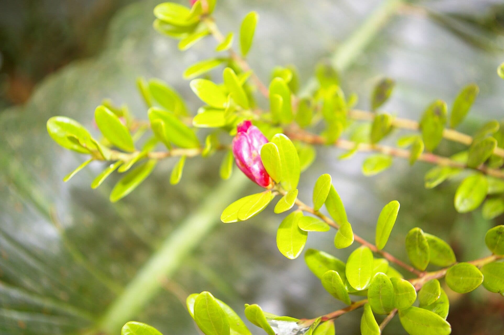 Cavendishia 6