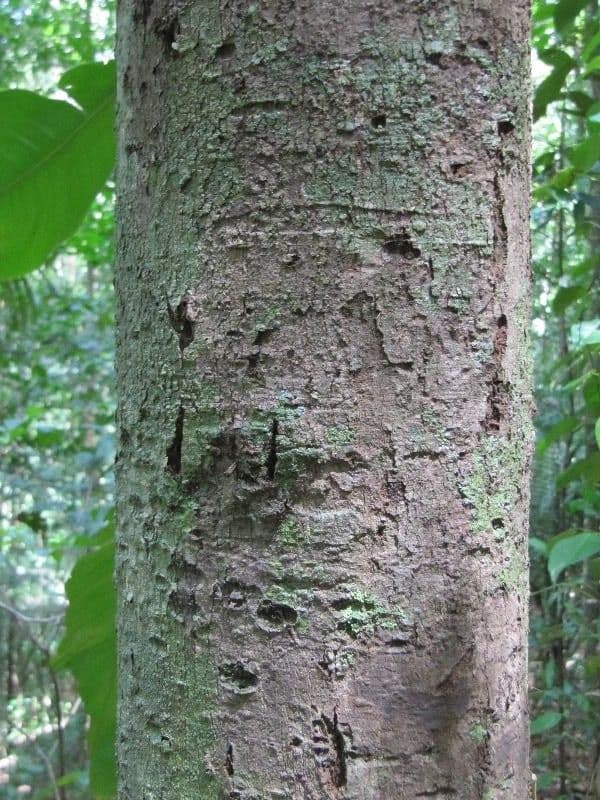 Micropholis