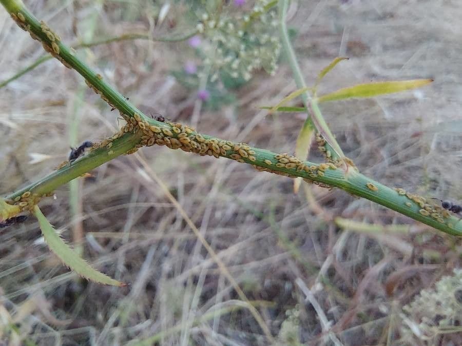 Falcaria 23