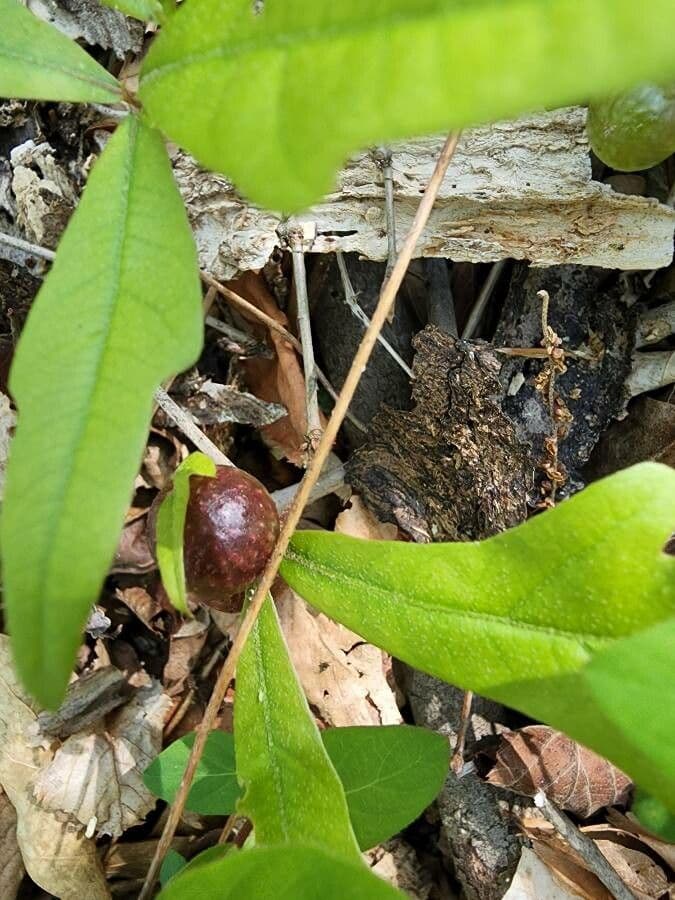 Quercia nera 3