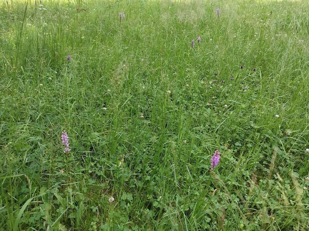 Orchidea di Fuchs 26
