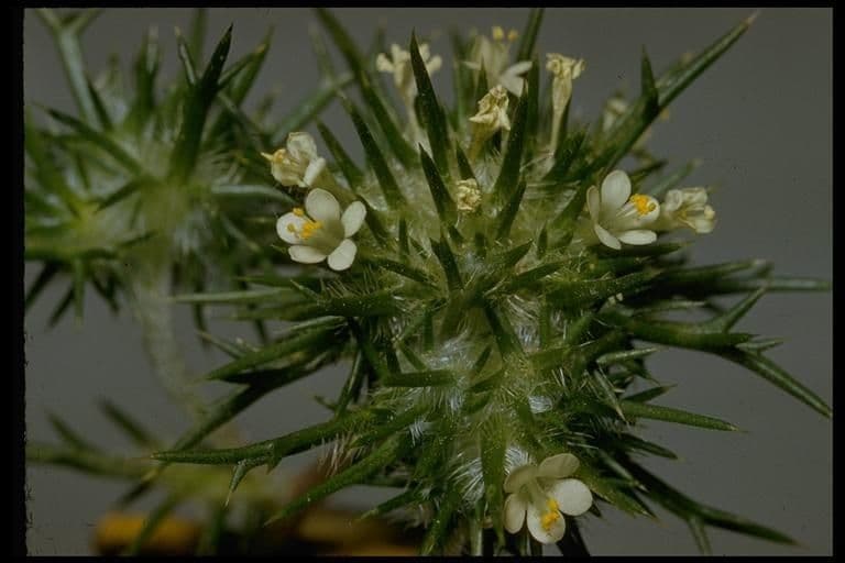 Needleleaf navarretia 10