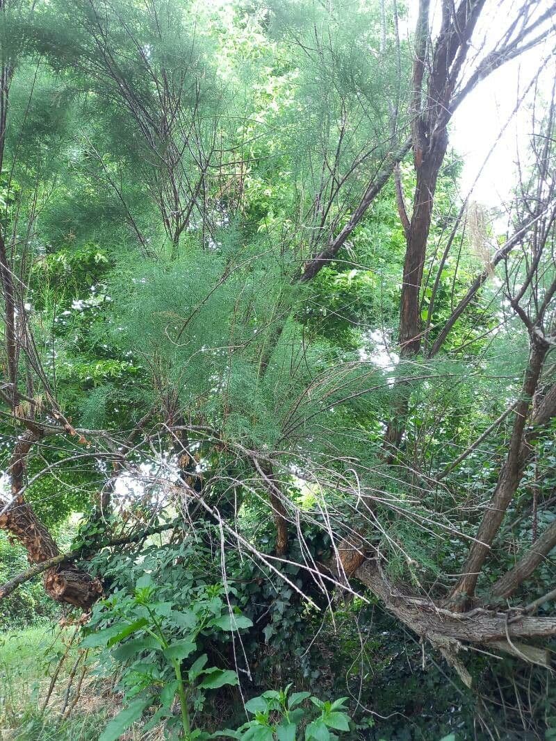Baccharis 2