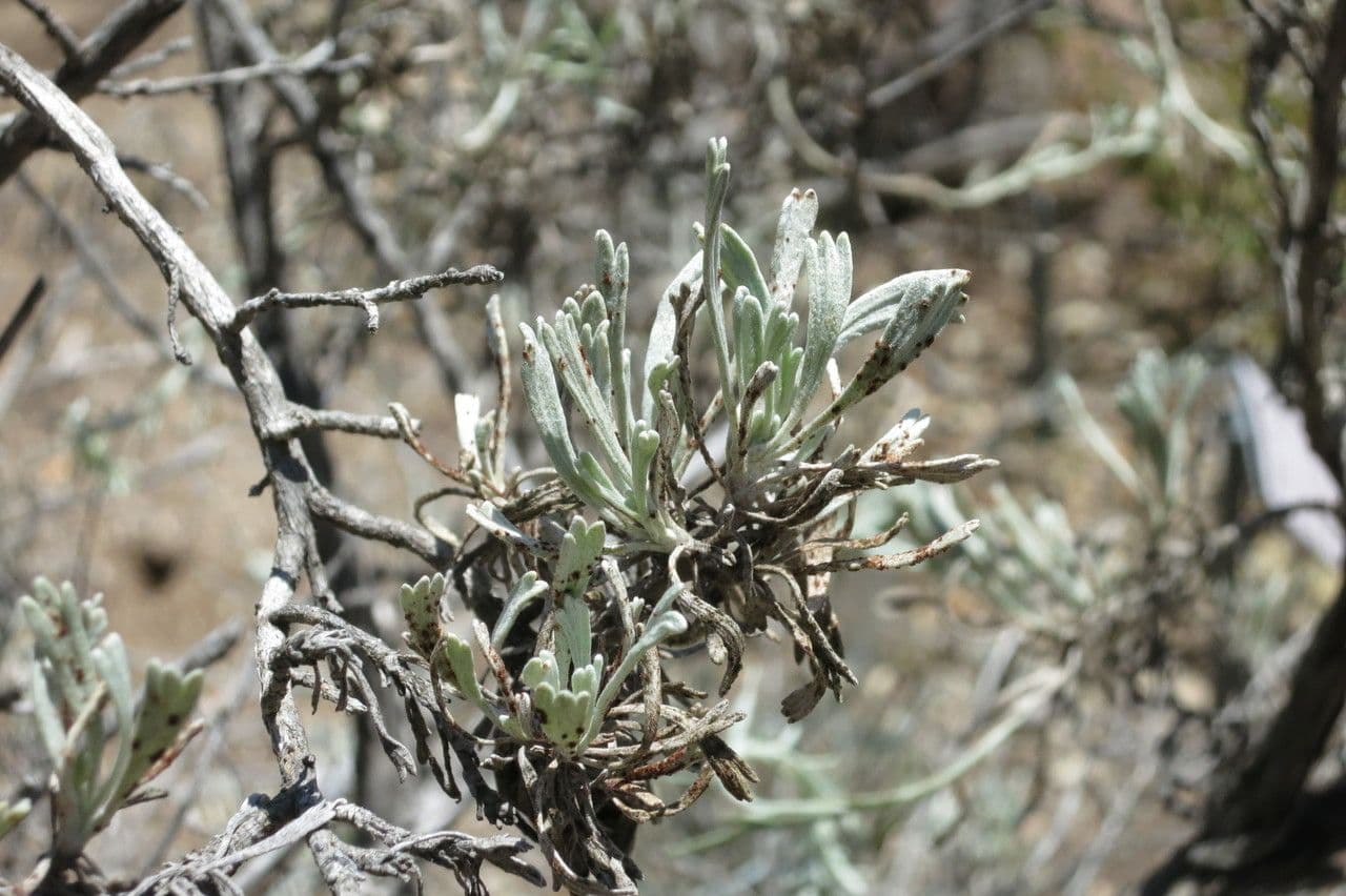 Artemisia tridentata 28