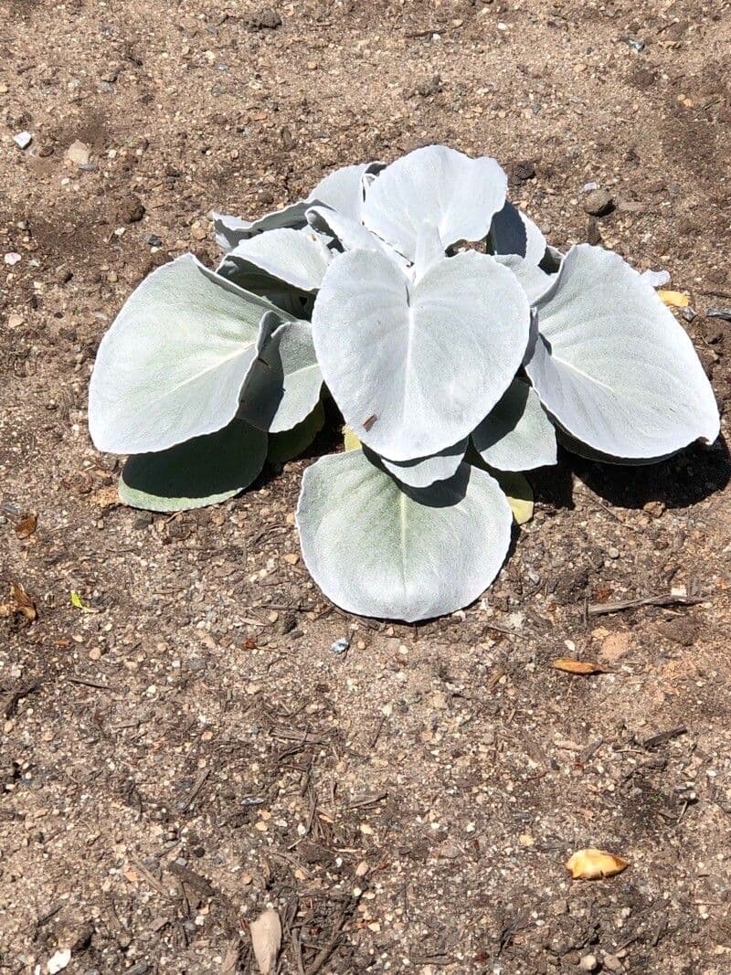 Senecio 11
