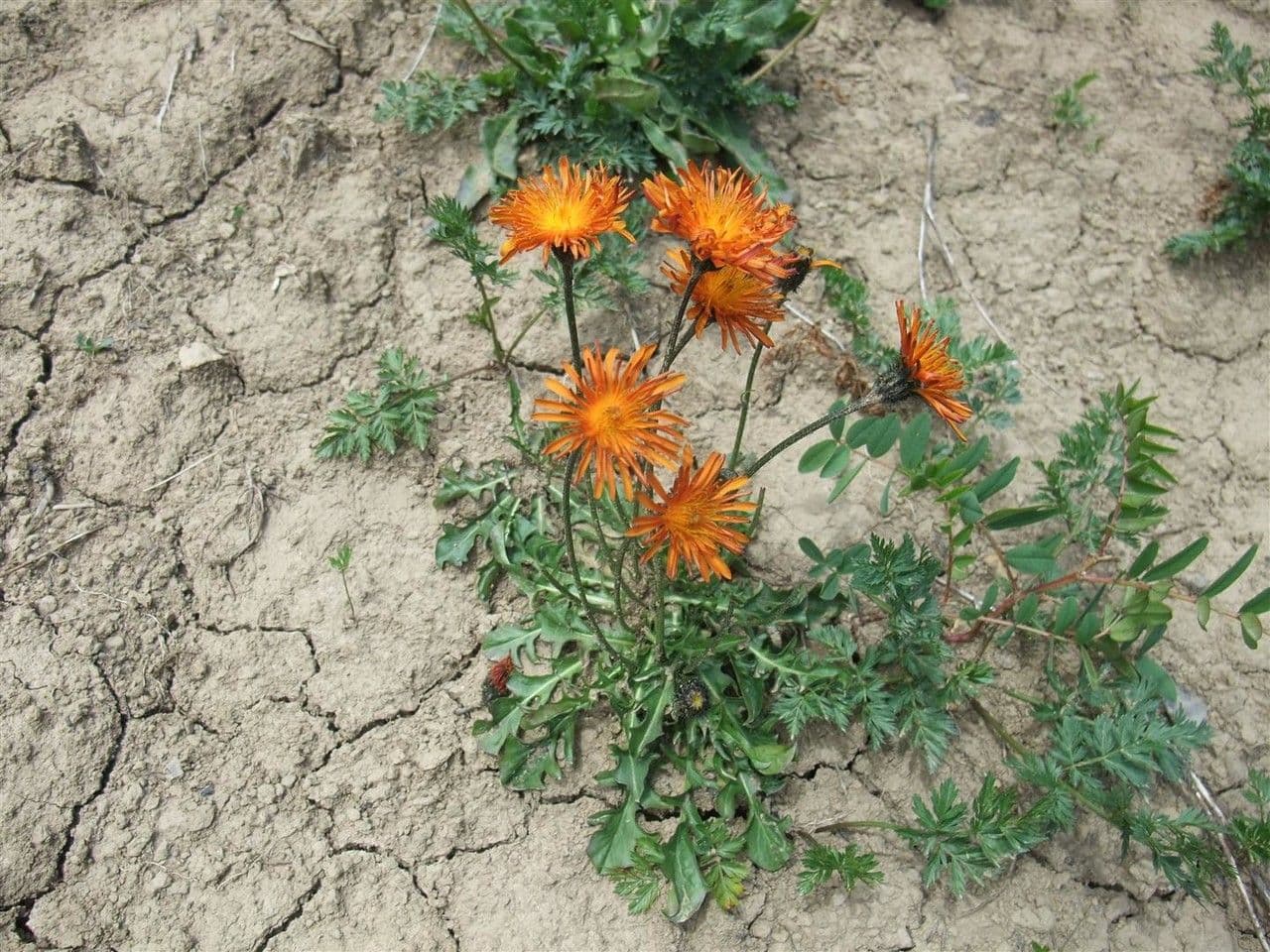 Crepis aurea 10