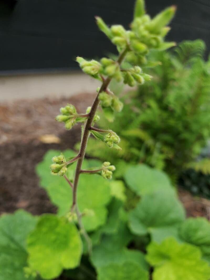 Alumroot peludo 2