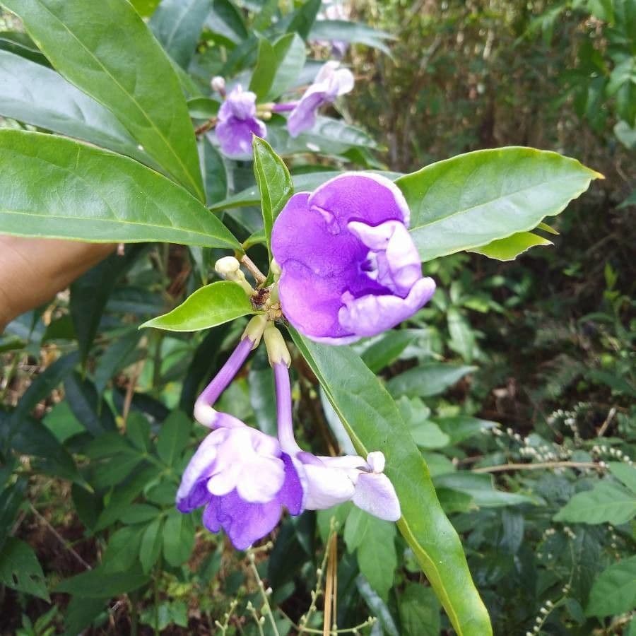 Großblütige Brunfelsie 5