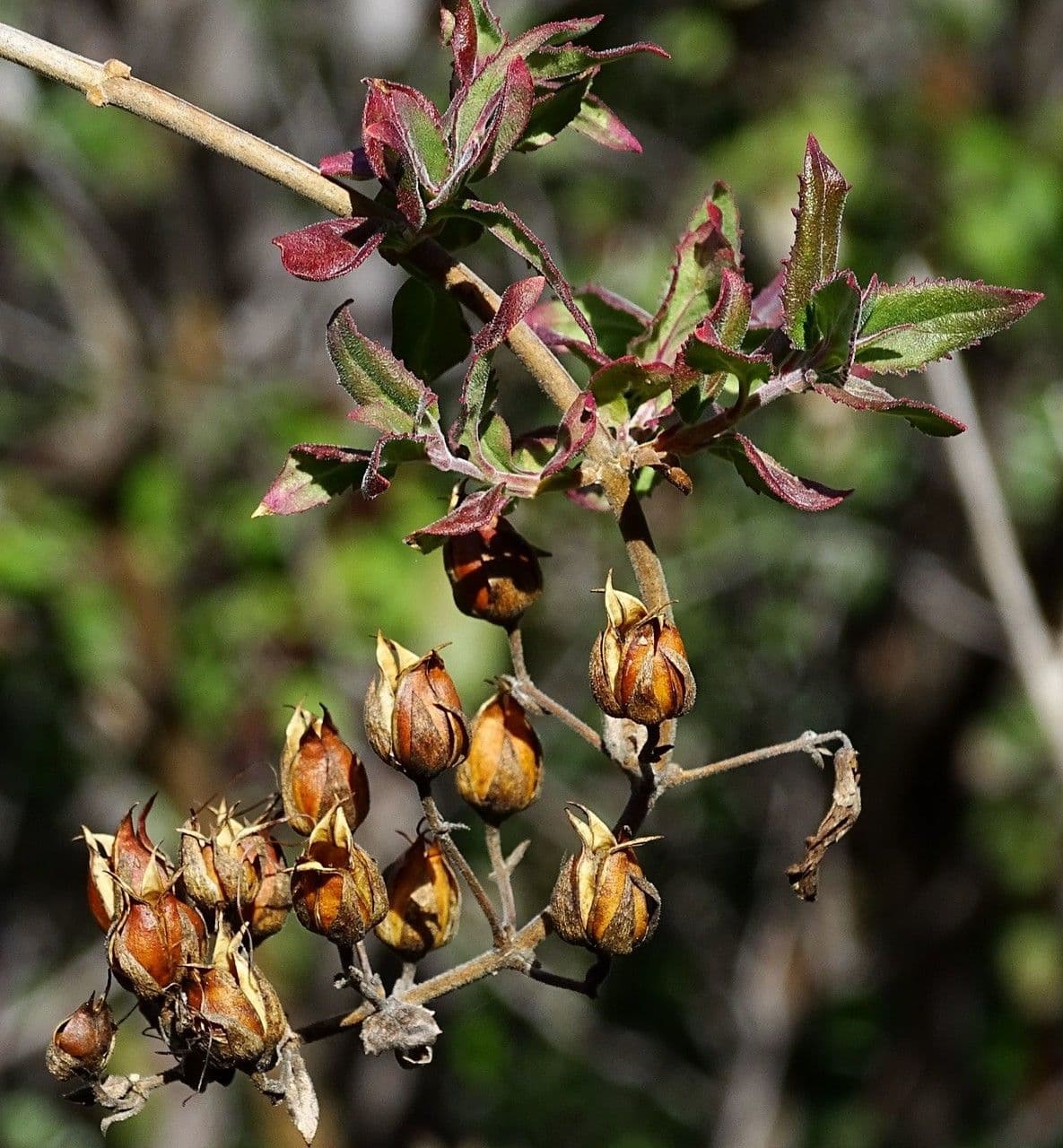 Keckiella cordifolia 2