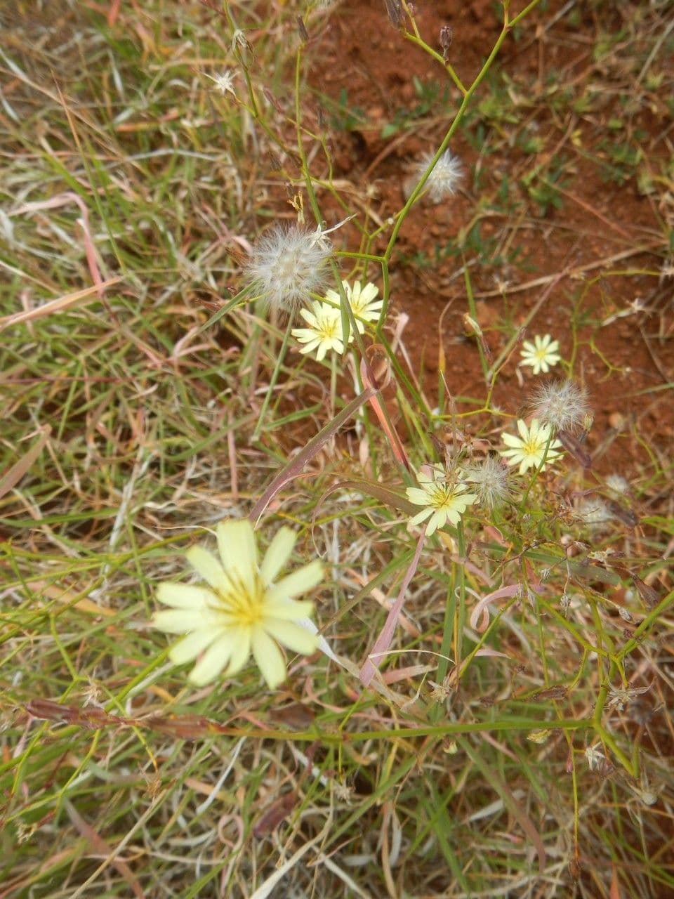 Launaea 9