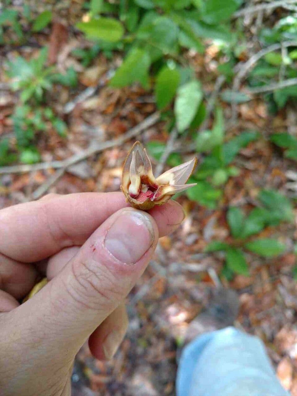 Xylopia 2