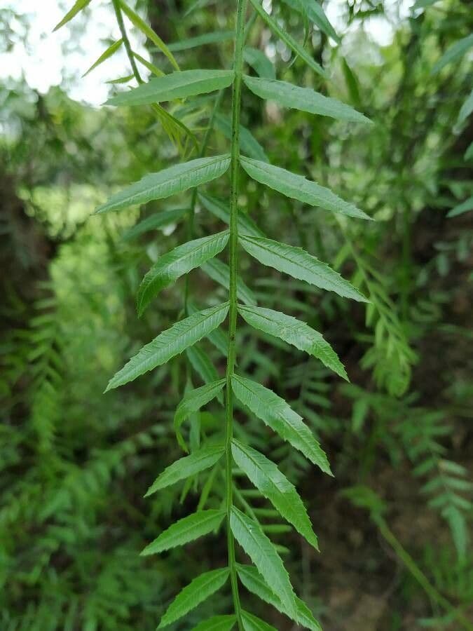 Schinus areira 4