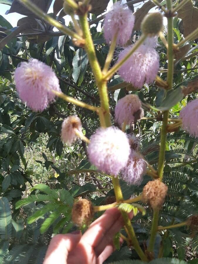 Mimoza 9