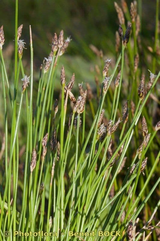 Sedge bonariensis 19
