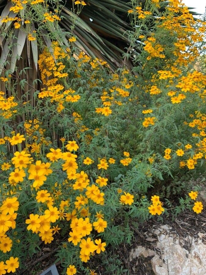 Tagetes 10