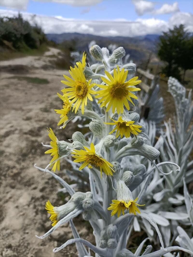 Senecio 6