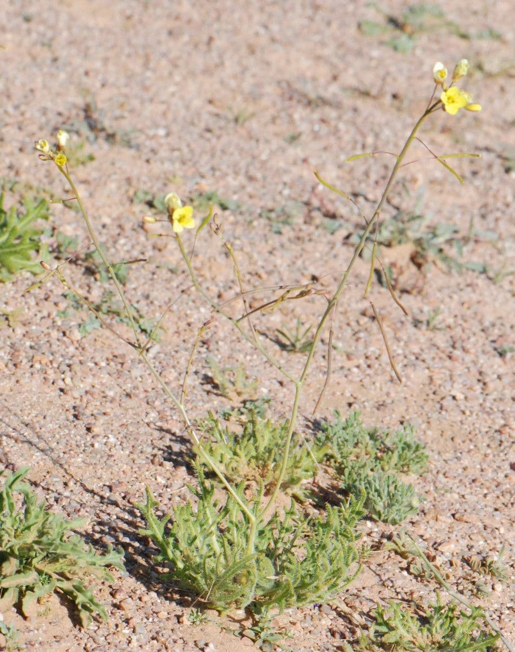 Diplotaxis di Pitard 3
