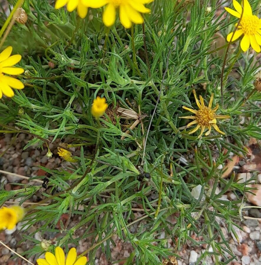 Senecio 4